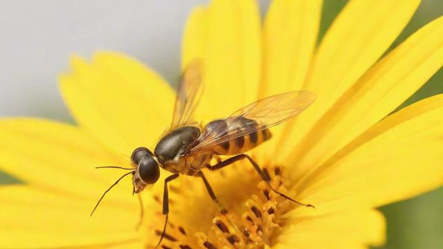 驱蚊小妙招大全：科学原理与个性化方案助你全年无蚊生活