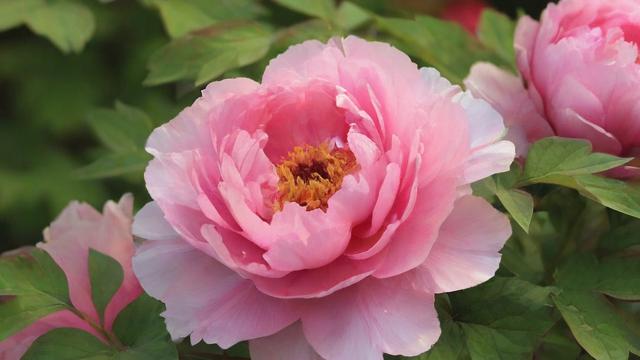 花的颜色有哪些:全面解析花卉色彩及其背后的文化与科学 第2张 花的颜色有哪些:全面解析花卉色彩及其背后的文化与科学 第2张
