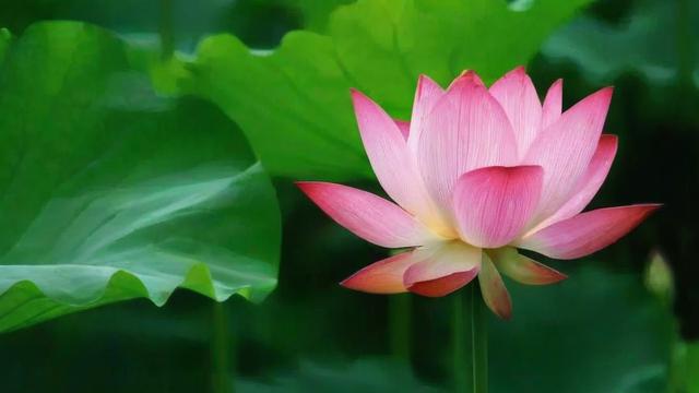 荷花是什么意思：从文化象征到现代价值全面解析