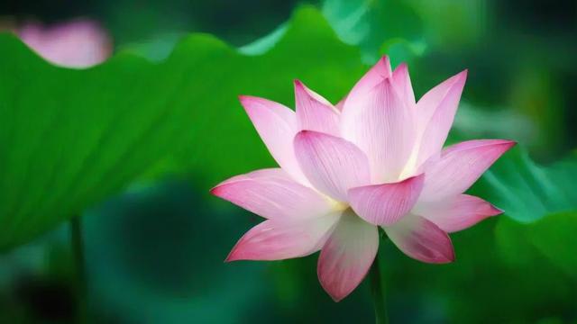 荷花是什么意思:从文化象征到现代价值全面解析 第2张 荷花是什么意思:从文化象征到现代价值全面解析 第2张