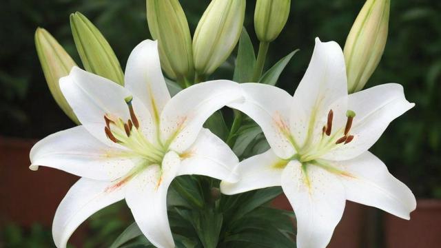 香水百合花种植与市场前景分析，全面指南助你轻松掌握