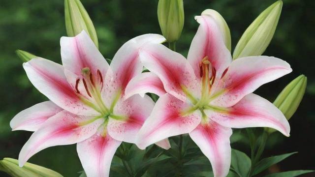 香水百合花种植与市场前景分析,全面指南助你轻松掌握 第2张 香水百合花种植与市场前景分析,全面指南助你轻松掌握 第2张