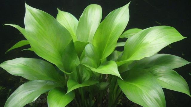 水生植物有哪些及它们的分类、特点与养护技巧大全