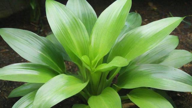 水生植物有哪些及它们的分类、特点与养护技巧大全 第2张 水生植物有哪些及它们的分类、特点与养护技巧大全 第2张