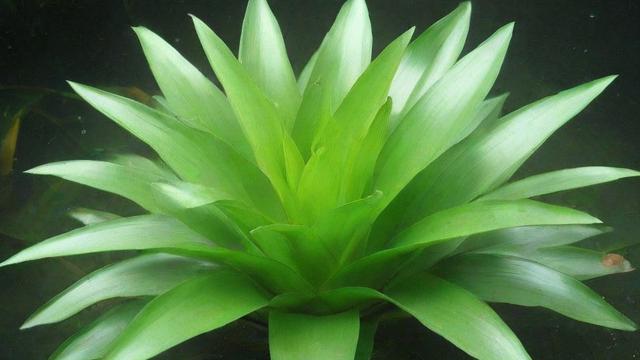水生植物有哪些及它们的分类、特点与养护技巧大全 第3张 水生植物有哪些及它们的分类、特点与养护技巧大全 第3张