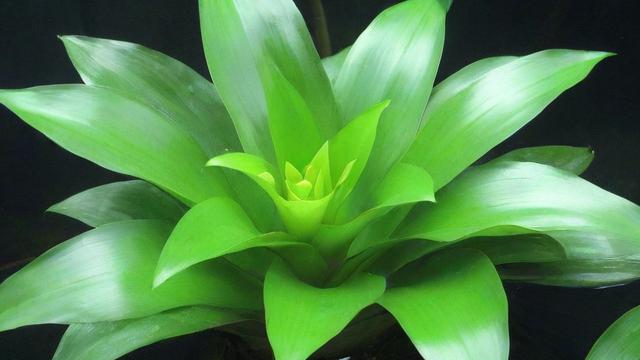 水生植物有哪些及它们的分类、特点与养护技巧大全 第4张 水生植物有哪些及它们的分类、特点与养护技巧大全 第4张