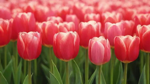 郁金香花语大全：颜色寓意与送礼指南