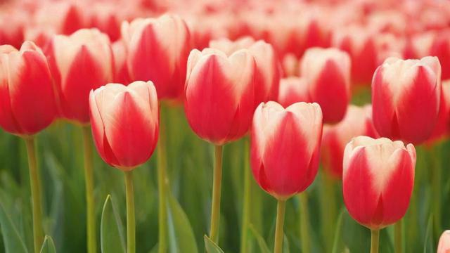 郁金香花语大全:颜色寓意与送礼指南 第2张 郁金香花语大全:颜色寓意与送礼指南 第2张