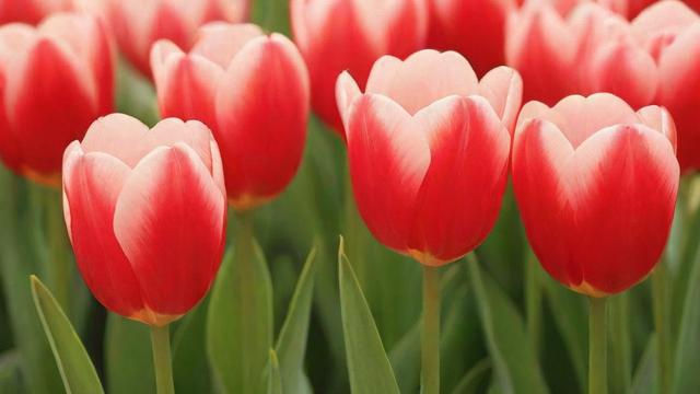 郁金香花语大全:颜色寓意与送礼指南 第3张 郁金香花语大全:颜色寓意与送礼指南 第3张