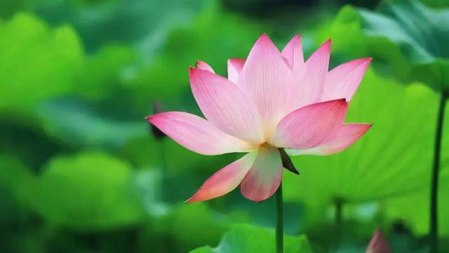 荷花的特点:从生长环境到经济价值的全面解析 第1张 荷花的特点:从生长环境到经济价值的全面解析 第1张