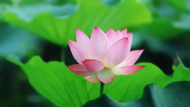 荷花的特点:从生长环境到经济价值的全面解析 第2张 荷花的特点:从生长环境到经济价值的全面解析 第2张