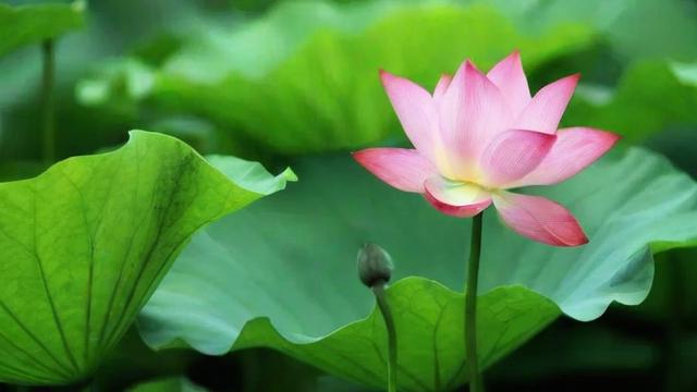 荷花的特点:从生长环境到经济价值的全面解析 第3张 荷花的特点:从生长环境到经济价值的全面解析 第3张