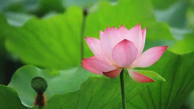 荷花的特点:从生长环境到经济价值的全面解析 第4张 荷花的特点:从生长环境到经济价值的全面解析 第4张