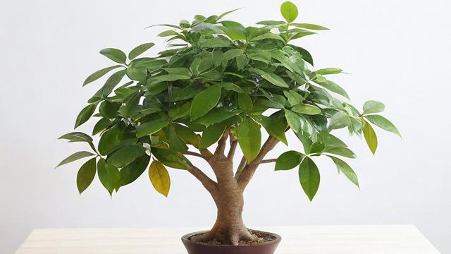 发财树黄叶原因及解决办法,轻松让绿植焕发新生! 第2张 发财树黄叶原因及解决办法,轻松让绿植焕发新生! 第2张
