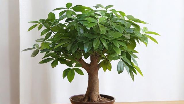 发财树黄叶原因及解决办法,轻松让绿植焕发新生! 第4张 发财树黄叶原因及解决办法,轻松让绿植焕发新生! 第4张