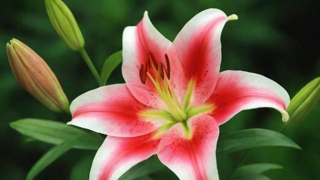 百合的花语：不同颜色与场合下的深刻寓意与情感表达