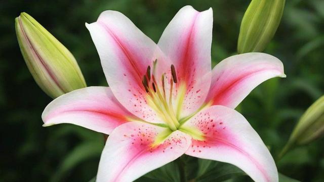 百合的花语:不同颜色与场合下的深刻寓意与情感表达 第2张 百合的花语:不同颜色与场合下的深刻寓意与情感表达 第2张