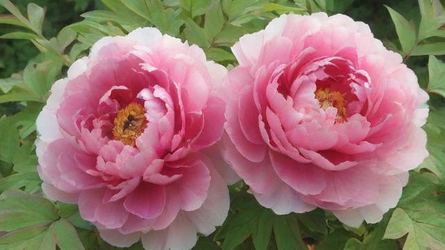 全面了解牡丹的特点:生长环境、花朵结构与文化意义 第2张 全面了解牡丹的特点:生长环境、花朵结构与文化意义 第2张