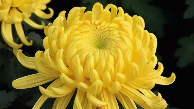 黄色的菊花：从文化象征到种植技巧与健康价值全解析