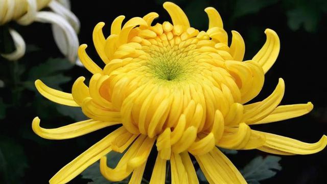 黄色的菊花:从文化象征到种植技巧与健康价值全解析 第2张 黄色的菊花:从文化象征到种植技巧与健康价值全解析 第2张