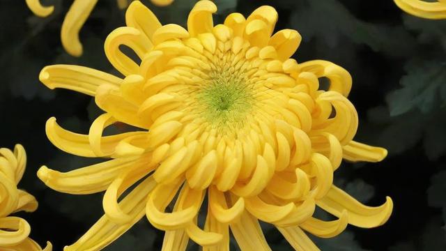 黄色的菊花:从文化象征到种植技巧与健康价值全解析 第3张 黄色的菊花:从文化象征到种植技巧与健康价值全解析 第3张
