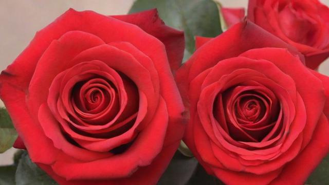 玫瑰花的含义大全：颜色、文化与场合选择指南