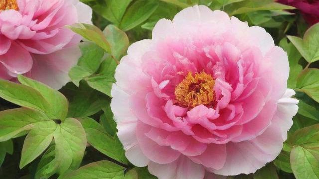 什么花春天开 春季花卉种类及种植养护全攻略