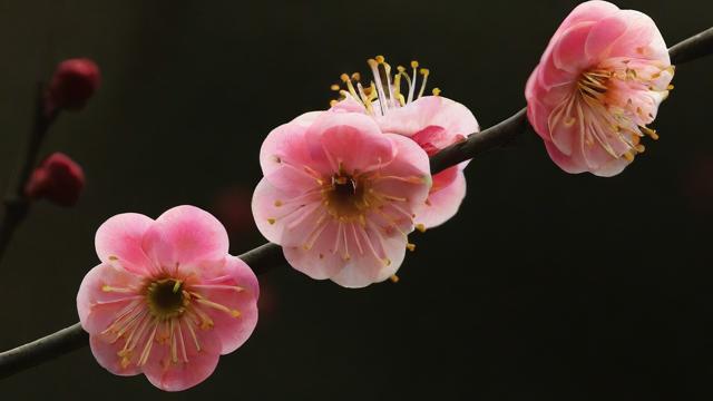 花中四君子的文化内涵与现代价值解读 | 梅兰竹菊的精神象征 第2张 花中四君子的文化内涵与现代价值解读 | 梅兰竹菊的精神象征 第2张