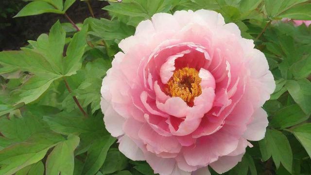牡丹花介绍：品种分类、种植技巧及文化价值全解析