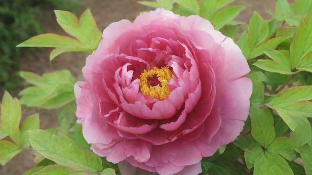 牡丹花介绍:品种分类、种植技巧及文化价值全解析 第2张 牡丹花介绍:品种分类、种植技巧及文化价值全解析 第2张