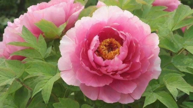 牡丹花介绍:品种分类、种植技巧及文化价值全解析 第3张 牡丹花介绍:品种分类、种植技巧及文化价值全解析 第3张