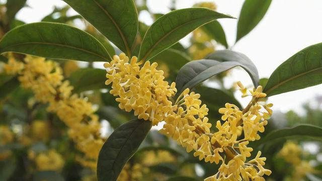 桂花的颜色分类与象征意义:金桂、银桂、丹桂及四季桂的差异解析 第3张 桂花的颜色分类与象征意义:金桂、银桂、丹桂及四季桂的差异解析 第3张