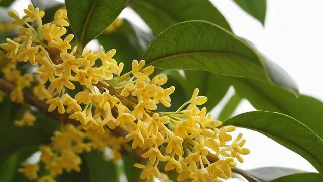 桂花的颜色分类与象征意义:金桂、银桂、丹桂及四季桂的差异解析 第4张 桂花的颜色分类与象征意义:金桂、银桂、丹桂及四季桂的差异解析 第4张