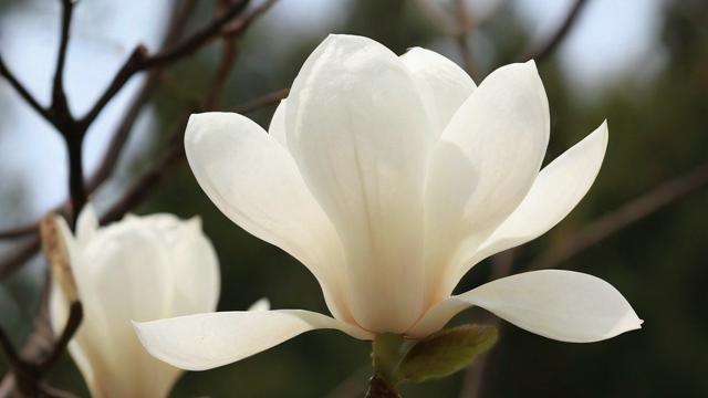白玉兰花图片大全：欣赏与拍摄技巧全攻略