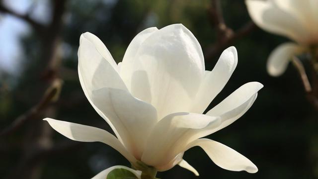 白玉兰花图片大全:欣赏与拍摄技巧全攻略 第2张 白玉兰花图片大全:欣赏与拍摄技巧全攻略 第2张