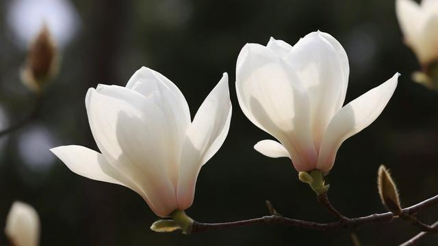 白玉兰花图片大全:欣赏与拍摄技巧全攻略 第3张 白玉兰花图片大全:欣赏与拍摄技巧全攻略 第3张