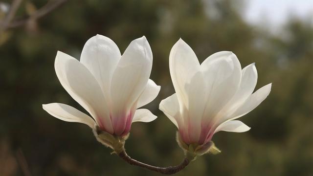 玉兰花寓意解析:纯洁爱情与高尚品质的文化象征 第2张 玉兰花寓意解析:纯洁爱情与高尚品质的文化象征 第2张