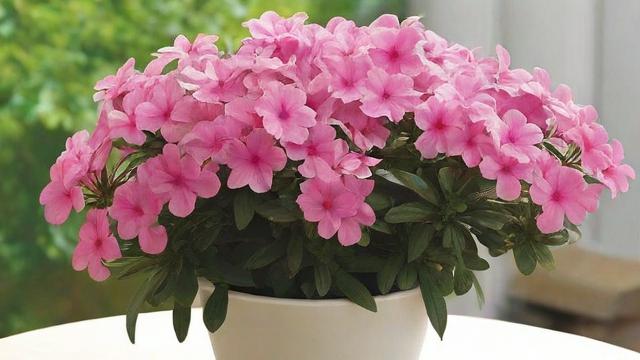 什么季节开什么花:四季花卉种植指南与搭配技巧 第2张 什么季节开什么花:四季花卉种植指南与搭配技巧 第2张