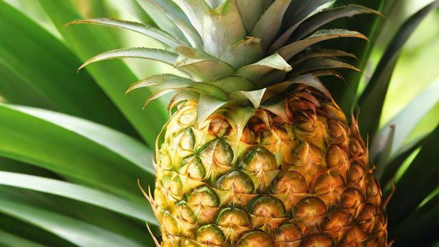 菠萝图片大全大图:高清热带水果菠萝图鉴及应用指南 第2张 菠萝图片大全大图:高清热带水果菠萝图鉴及应用指南 第2张