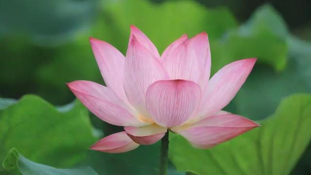 荷花的象征意义解析：高洁纯净与和谐吉祥的文化内涵