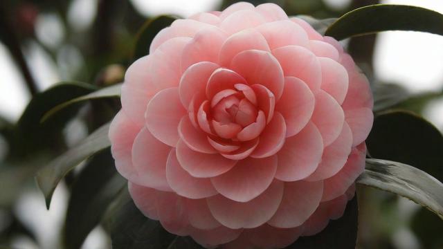 山茶花寓意解析：爱情、长寿与个人成长的象征