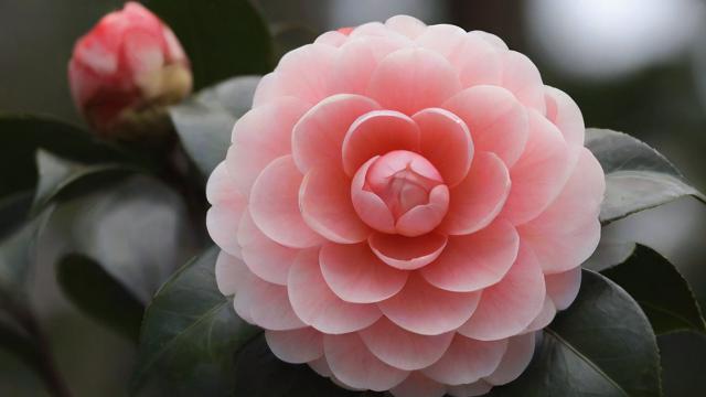 山茶花寓意解析:爱情、长寿与个人成长的象征 第3张 山茶花寓意解析:爱情、长寿与个人成长的象征 第3张