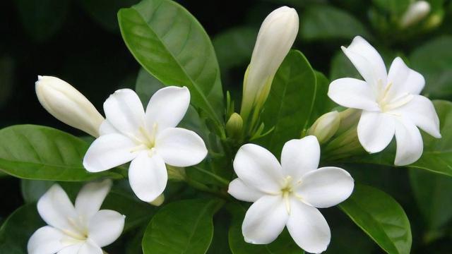 白色茉莉花的品种特点、文化象征及种植养护技巧大全