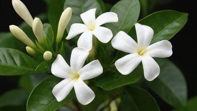 白色茉莉花的品种特点、文化象征及种植养护技巧大全 第2张 白色茉莉花的品种特点、文化象征及种植养护技巧大全 第2张
