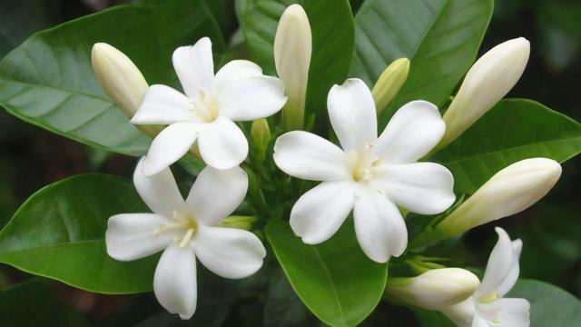 白色茉莉花的品种特点、文化象征及种植养护技巧大全 第3张 白色茉莉花的品种特点、文化象征及种植养护技巧大全 第3张
