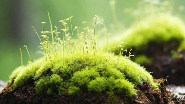 苔藓怎么种植：从土壤到环境全面指南，轻松打造绿色空间