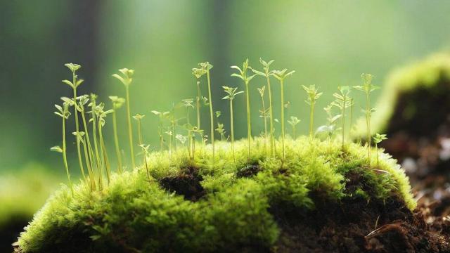 苔藓怎么种植:从土壤到环境全面指南,轻松打造绿色空间 第2张 苔藓怎么种植:从土壤到环境全面指南,轻松打造绿色空间 第2张