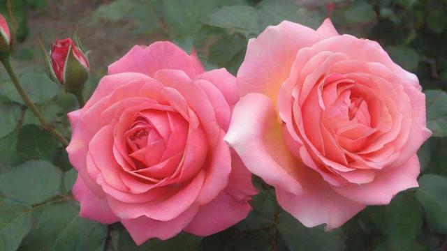 玫瑰花怎么种植：从土壤到病虫害防治的全方位指南