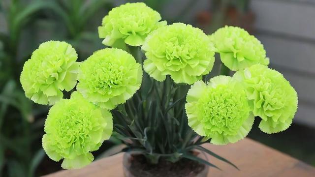 绿色康乃馨的起源、种植技巧及市场前景全面解析 第1张 绿色康乃馨的起源、种植技巧及市场前景全面解析 第1张