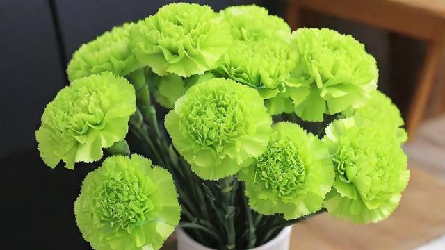 绿色康乃馨的起源、种植技巧及市场前景全面解析 第2张 绿色康乃馨的起源、种植技巧及市场前景全面解析 第2张